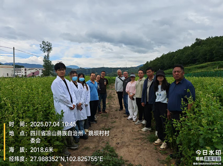 优质富硒苦荞轻简化栽培技术，助力农户增产增收(图文)